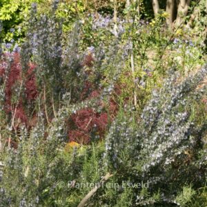 Rosmarinus officinalis
