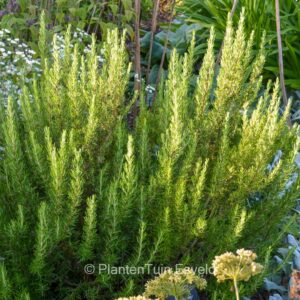 Rosmarinus officinalis 'Green Ginger'