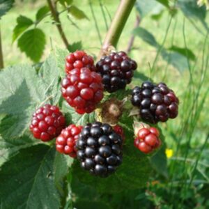 Rubus 'Himalaya'