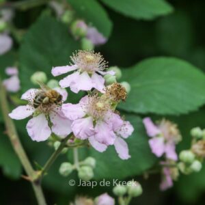 Rubus fruticosus