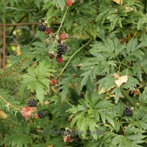 Rubus fruticosus 'Thornless Evergreen'