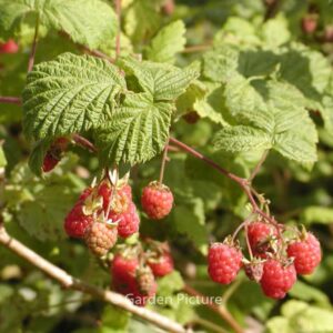 Rubus idaeus