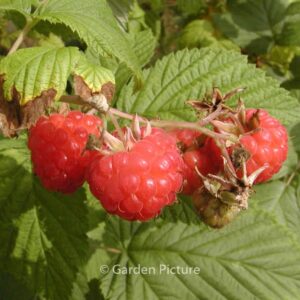 Rubus idaeus 'Glen Ample'