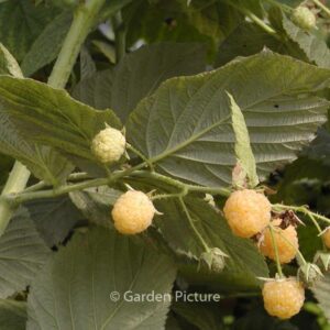 Rubus idaeus 'Golden Bliss'