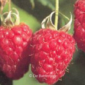 Rubus idaeus 'Schoenemann'