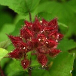 Rubus loganobaccus 'Tayberry'