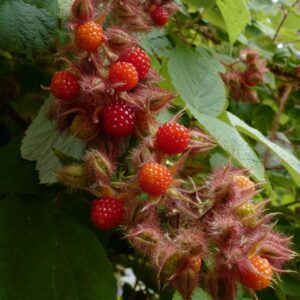 Rubus phoenicolasius