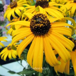 Rudbeckia fulgida 'City Garden'