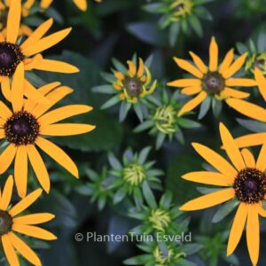 Rudbeckia fulgida 'Little Goldstar'