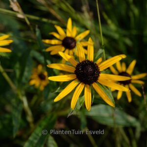 Rudbeckia fulgida 'Sun Ka Ching'