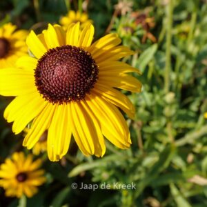 Rudbeckia fulgida 'Viette's Little Suzy'