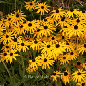 Rudbeckia fulgida var. deamii
