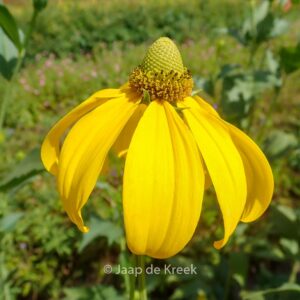 Rudbeckia nitida 'Herbstsonne'