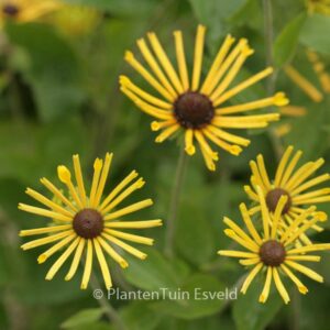 Rudbeckia subtomentosa 'Henry Eilers'