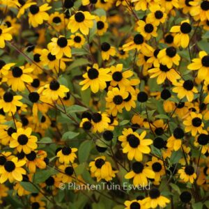 Rudbeckia triloba