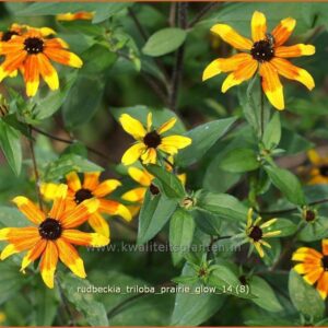 Rudbeckia triloba 'Prairie Glow'