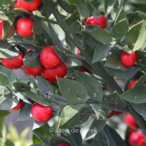 Ruscus aculeatus