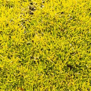 Sagina subulata 'Aurea'