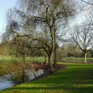 Salix 'Erythroflexuosa'