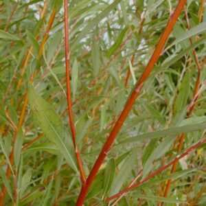 Salix alba 'Chermesina'
