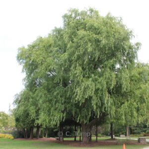 Salix babylonica 'Tortuosa'
