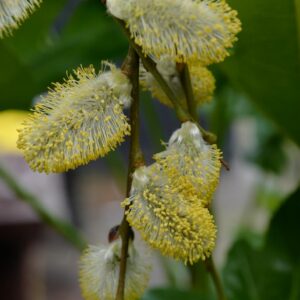 Salix caprea 'Kilmarnock'