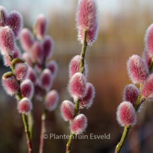 Salix gracilistyla 'Mount Aso'