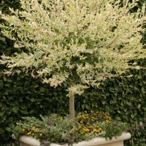 Salix integra 'Hakuro nishiki'