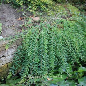 Salix integra 'Pendula'