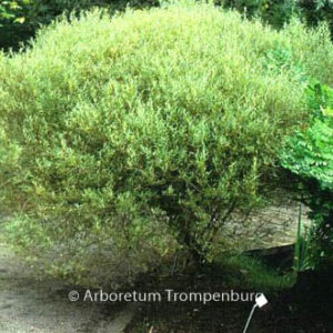 Salix purpurea 'Nana'