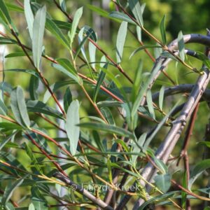 Salix purpurea 'Pendula'