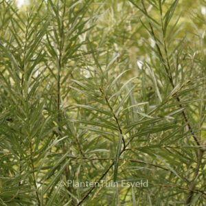 Salix rosmarinifolia