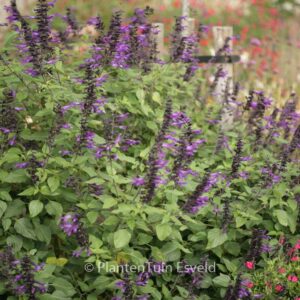 Salvia 'Amistad'