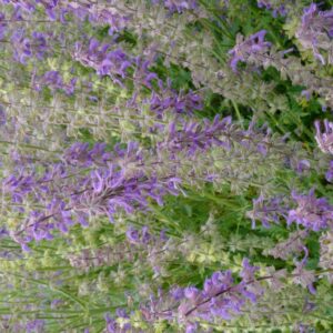 Salvia 'Bocofpea' (Feathers Peacock)