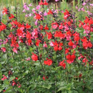 Salvia 'Royal Bumble'
