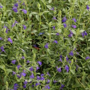 Salvia coahuilensis