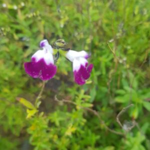 Salvia greggii 'Amethyst Lips'
