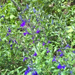 Salvia greggii 'Blue Note'