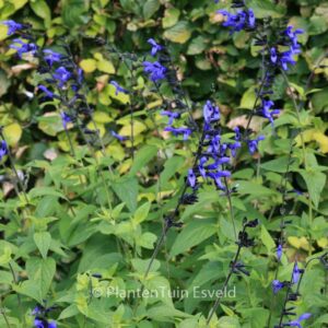 Salvia guaranitica 'Black & Blue'