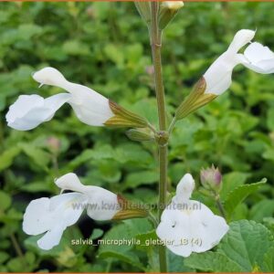 Salvia microphylla 'Gletsjer'