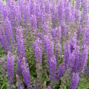Salvia nemorosa 'ALKLF' (BLUE BOUQETTA)
