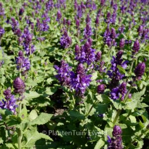 Salvia nemorosa 'Balsalarv' (BLUE MARVEL)