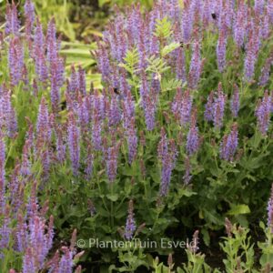 Salvia nemorosa 'Blauhuegel'