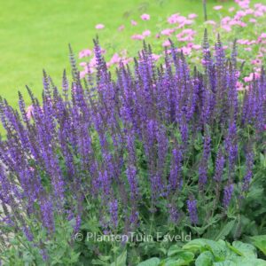 Salvia nemorosa 'Caradonna'