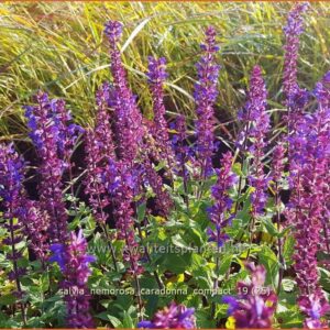Salvia nemorosa 'Caradonna Compact'