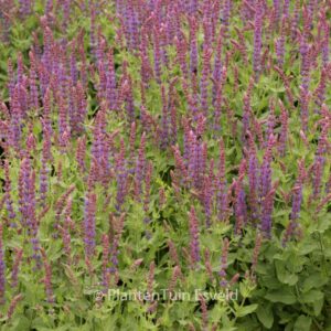 Salvia nemorosa 'Ostfriesland'