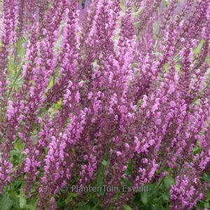 Salvia nemorosa 'Pink Beauty'