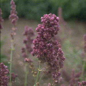 Salvia nemorosa 'Plumosa'