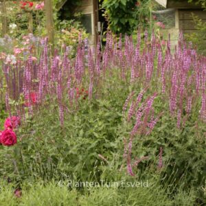 Salvia nemorosa 'Rose Queen'