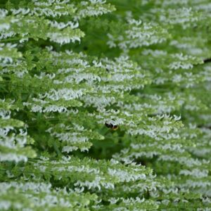 Salvia nemorosa 'Schneehuegel'